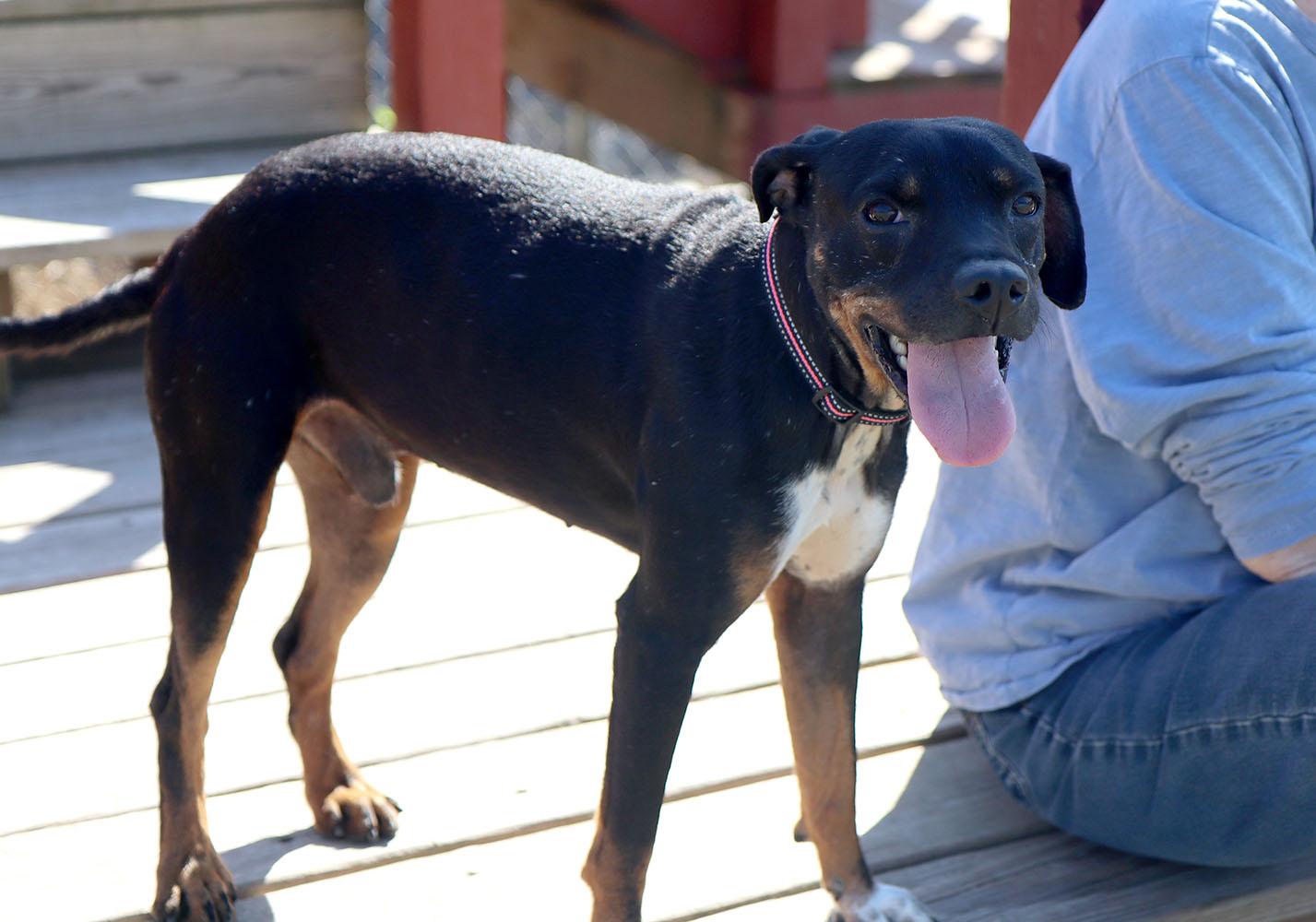 Enlarge Baklava (AO37318), a Adoptable mixed breed in Kansas City, KS image 2/6