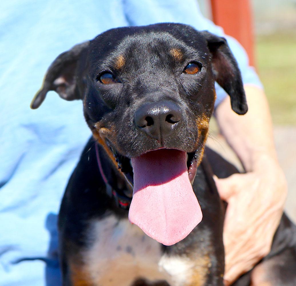 Baklava (AO37318), Adoptable, Young Male Terrier.