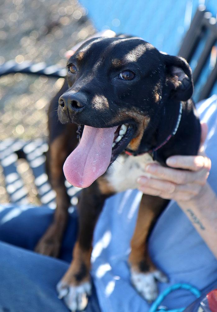 Enlarge Baklava (AO37318), a Adoptable mixed breed in Kansas City, KS image 6/6