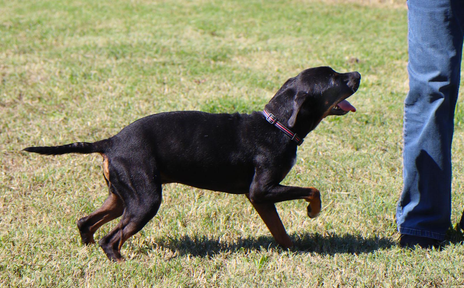 Enlarge Baklava (AO37318), a Adoptable mixed breed in Kansas City, KS image 4/6