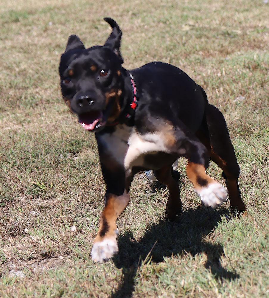 Enlarge Baklava (AO37318), a Adoptable mixed breed in Kansas City, KS image 5/6