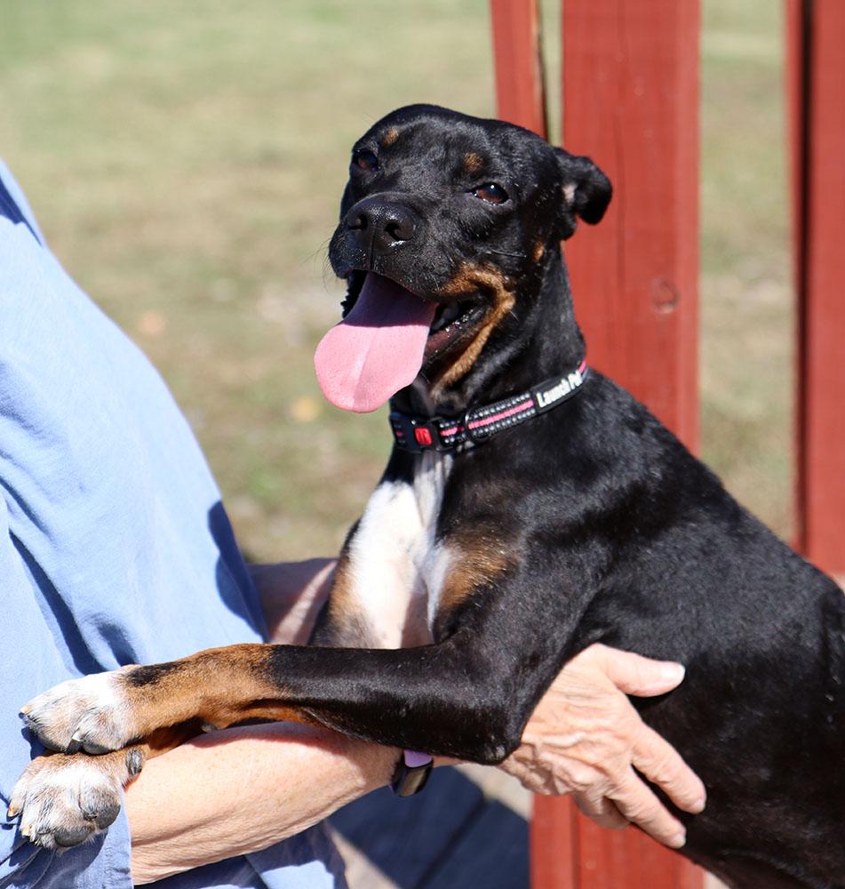 Enlarge Baklava (AO37318), a Adoptable mixed breed in Kansas City, KS image 3/6