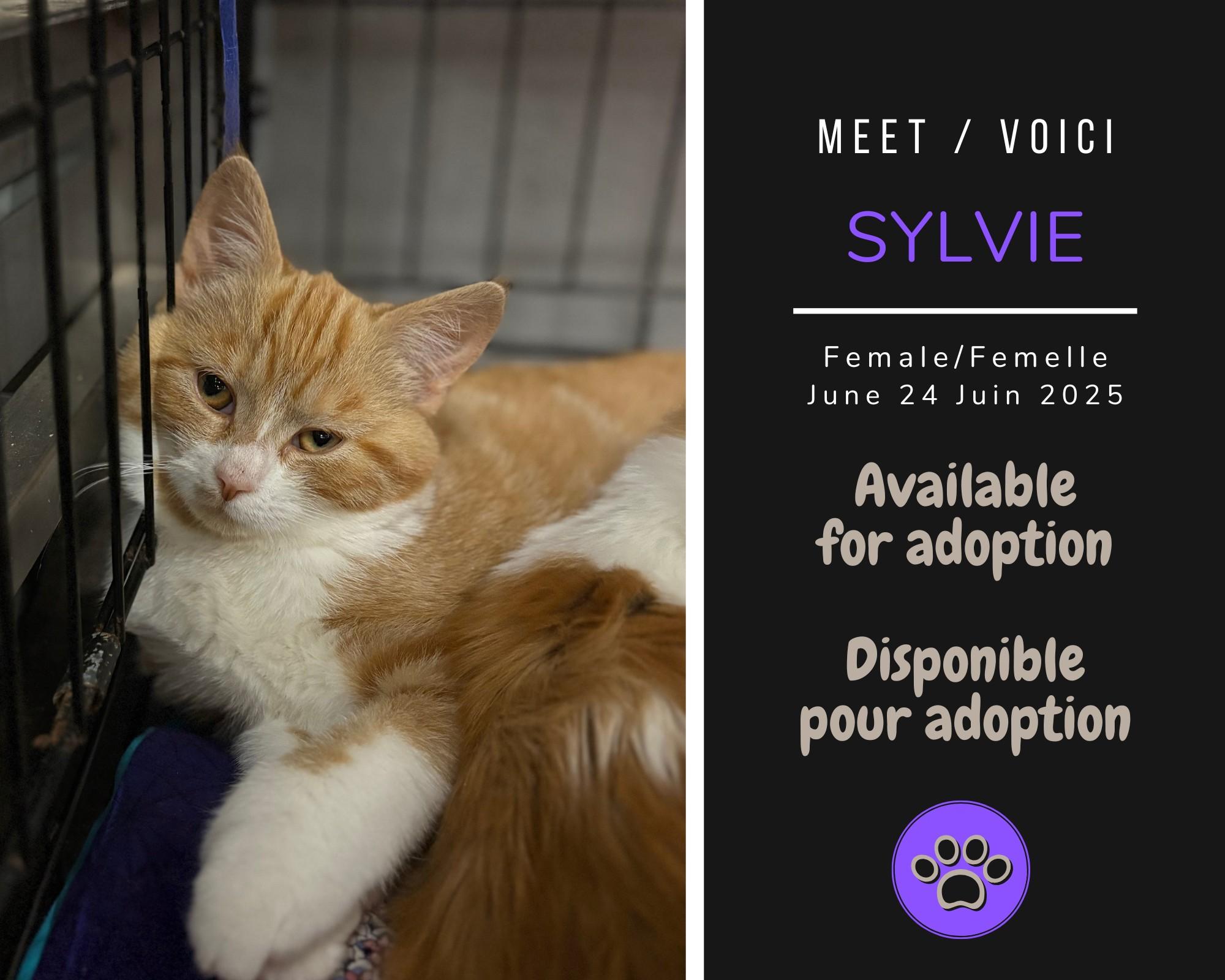 Enlarge Sylvie, an adopted Domestic Short Hair in Dsl De Drummond, NB image 1/1
