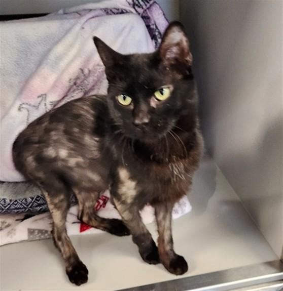 GUM DROP, Adoptable, Young Female Domestic Short Hair.