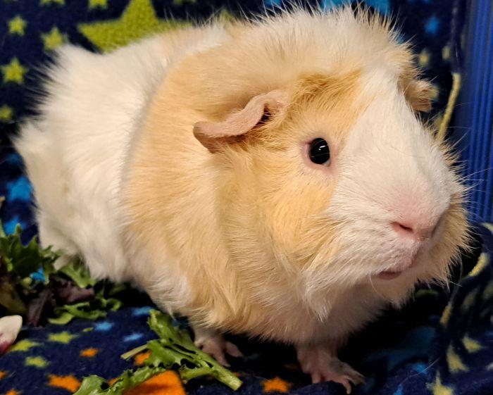 Enlarge Almond, a ADOPTABLE Abyssinian in Gary, IN image 2/4