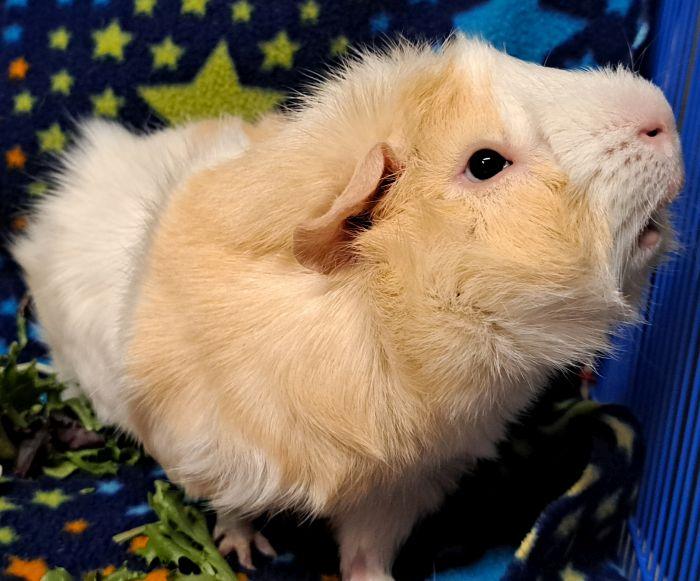 Enlarge Almond, a ADOPTABLE Abyssinian in Gary, IN image 3/4