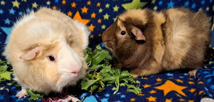 Almond, ADOPTABLE, Adult Male Abyssinian.