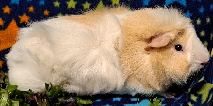 Enlarge Almond, a ADOPTABLE Abyssinian in Gary, IN image 4/4