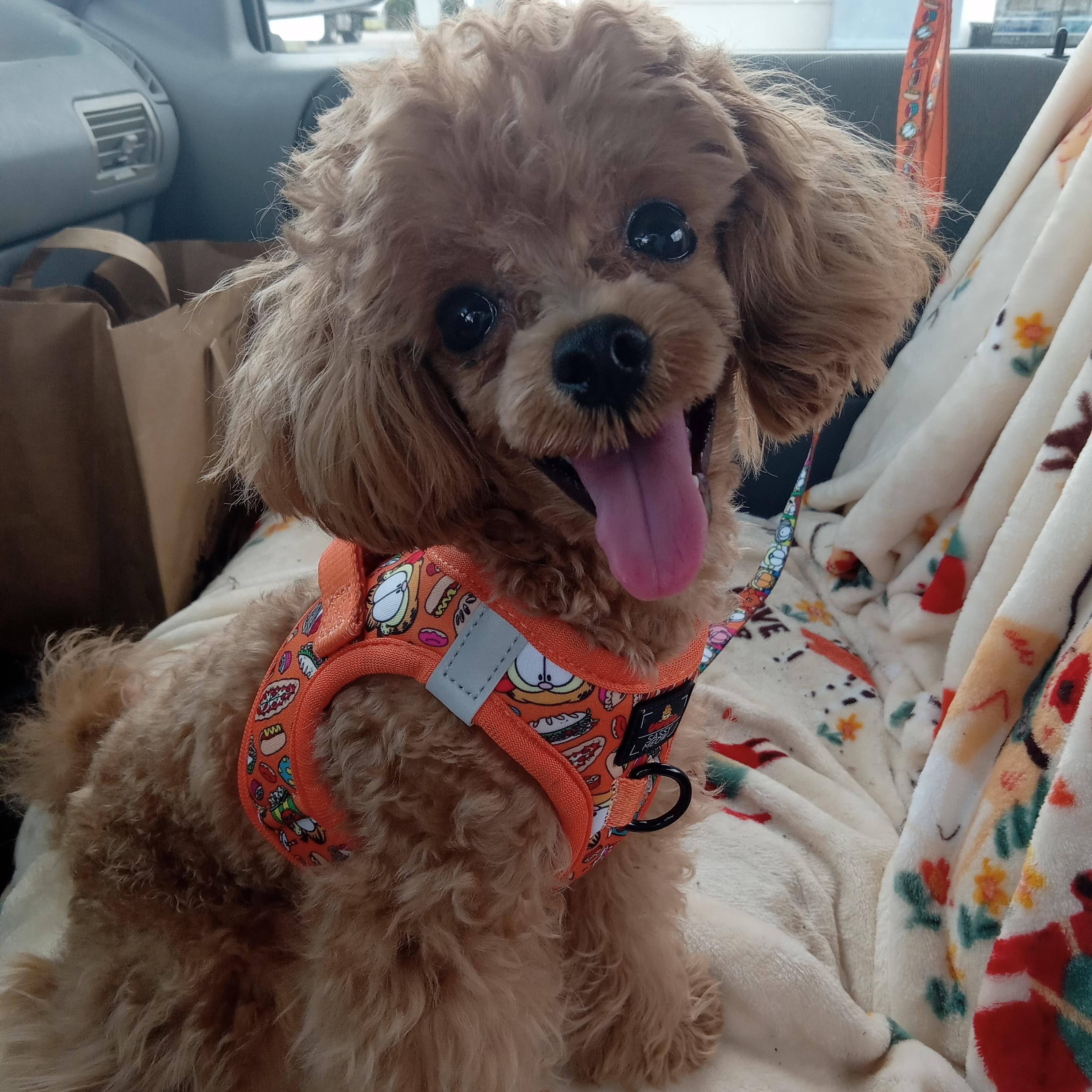 Sammy, Adoptable, Young Male Poodle.