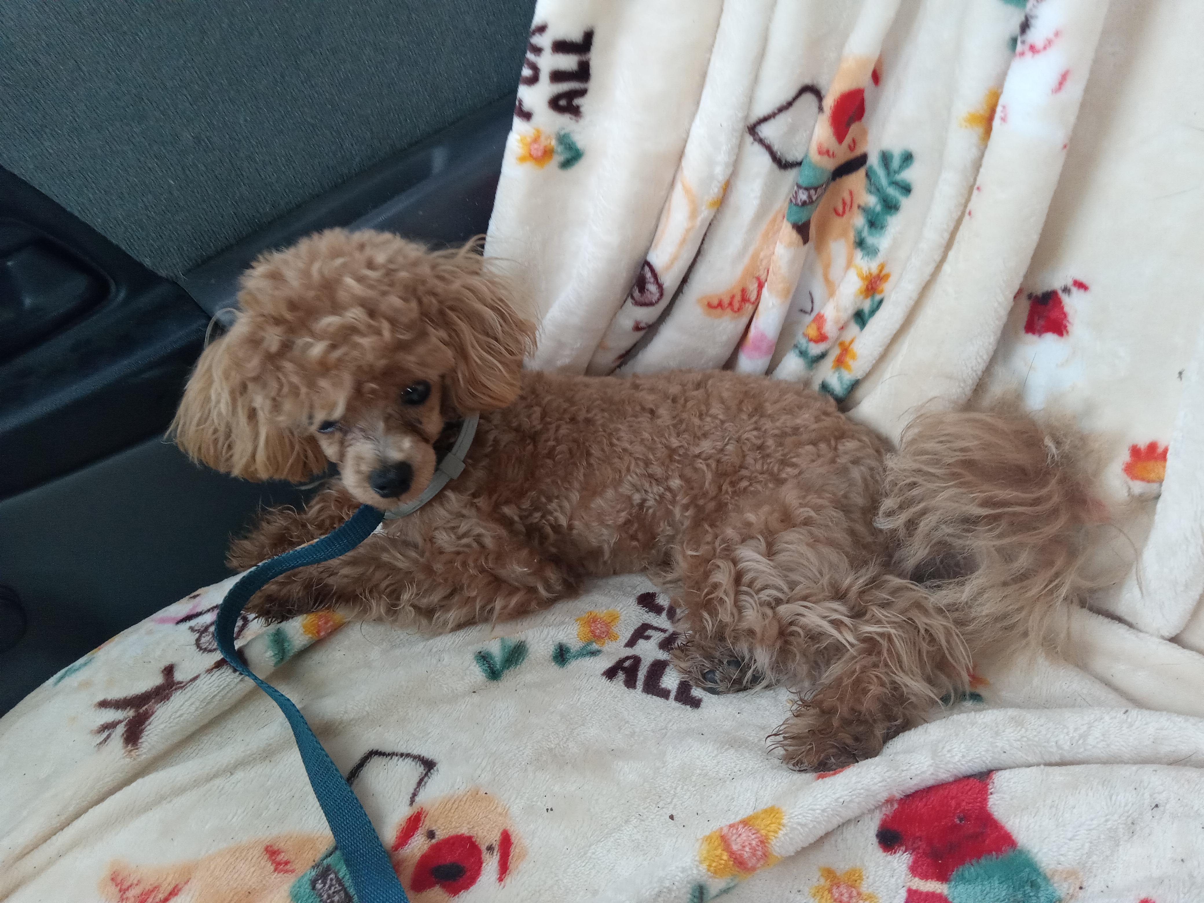 Sammy, a Adoptable Poodle in Orlando, FL image 4/5