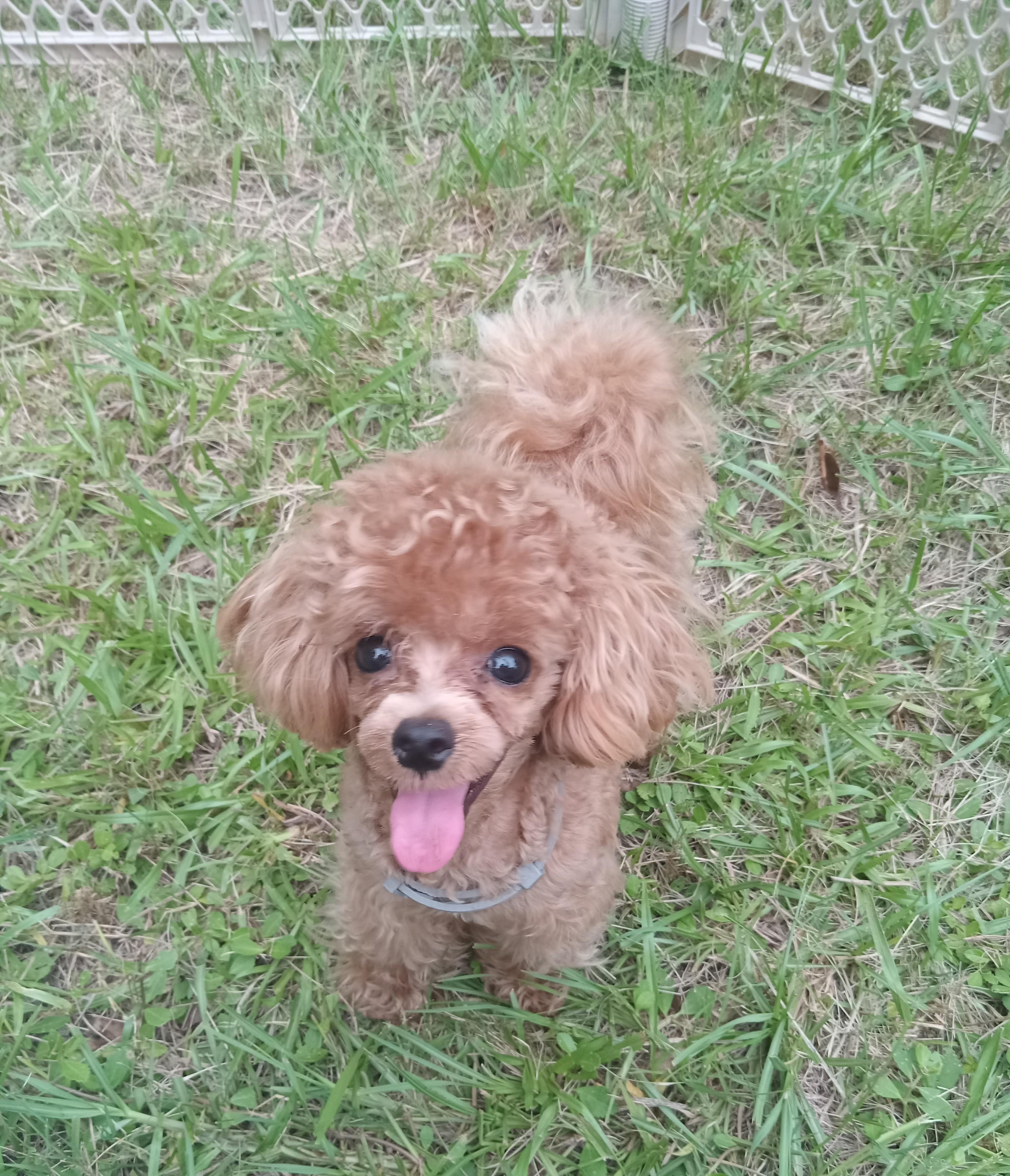 Sammy, a Adoptable Poodle in Orlando, FL image 3/5