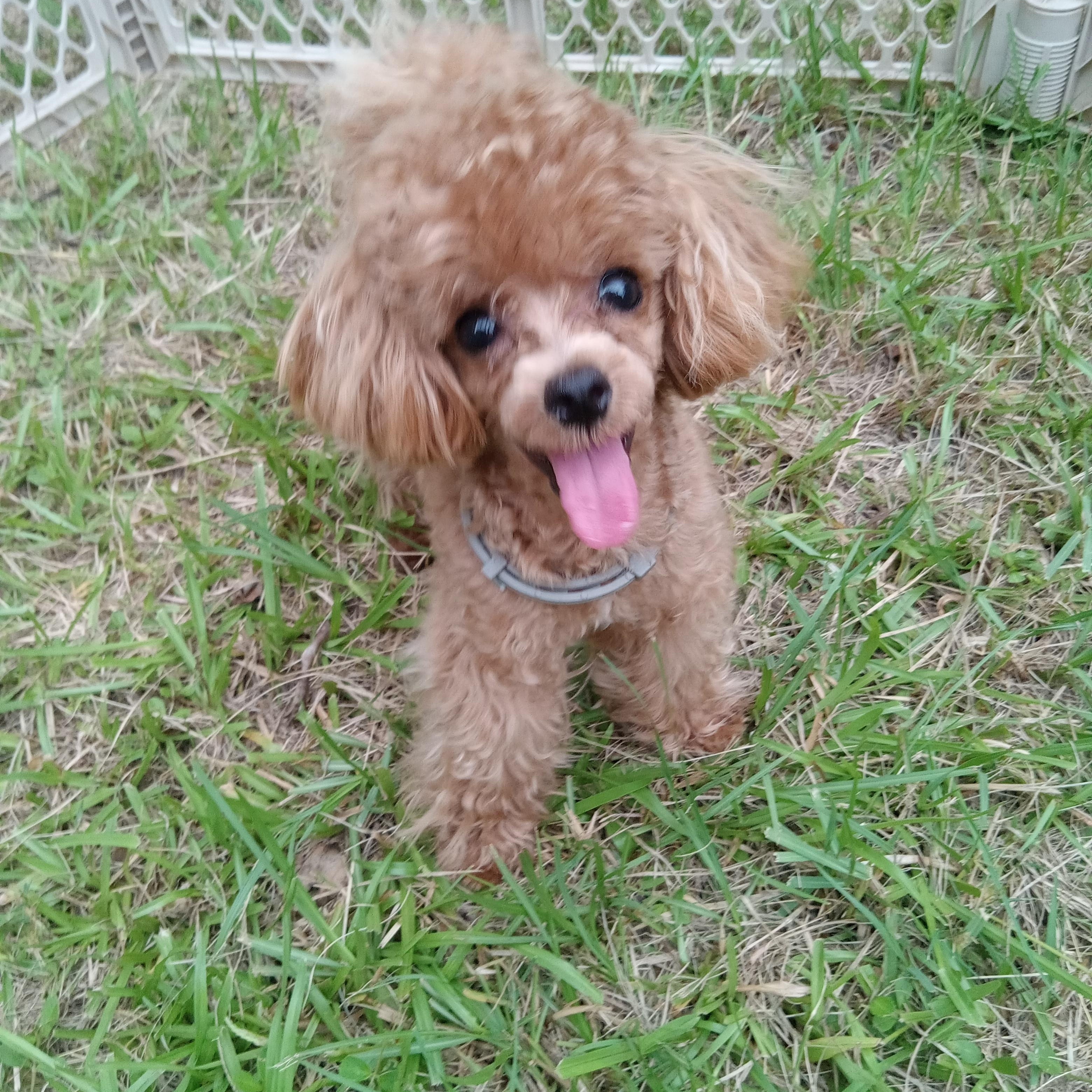 Sammy, a Adoptable Poodle in Orlando, FL image 5/5