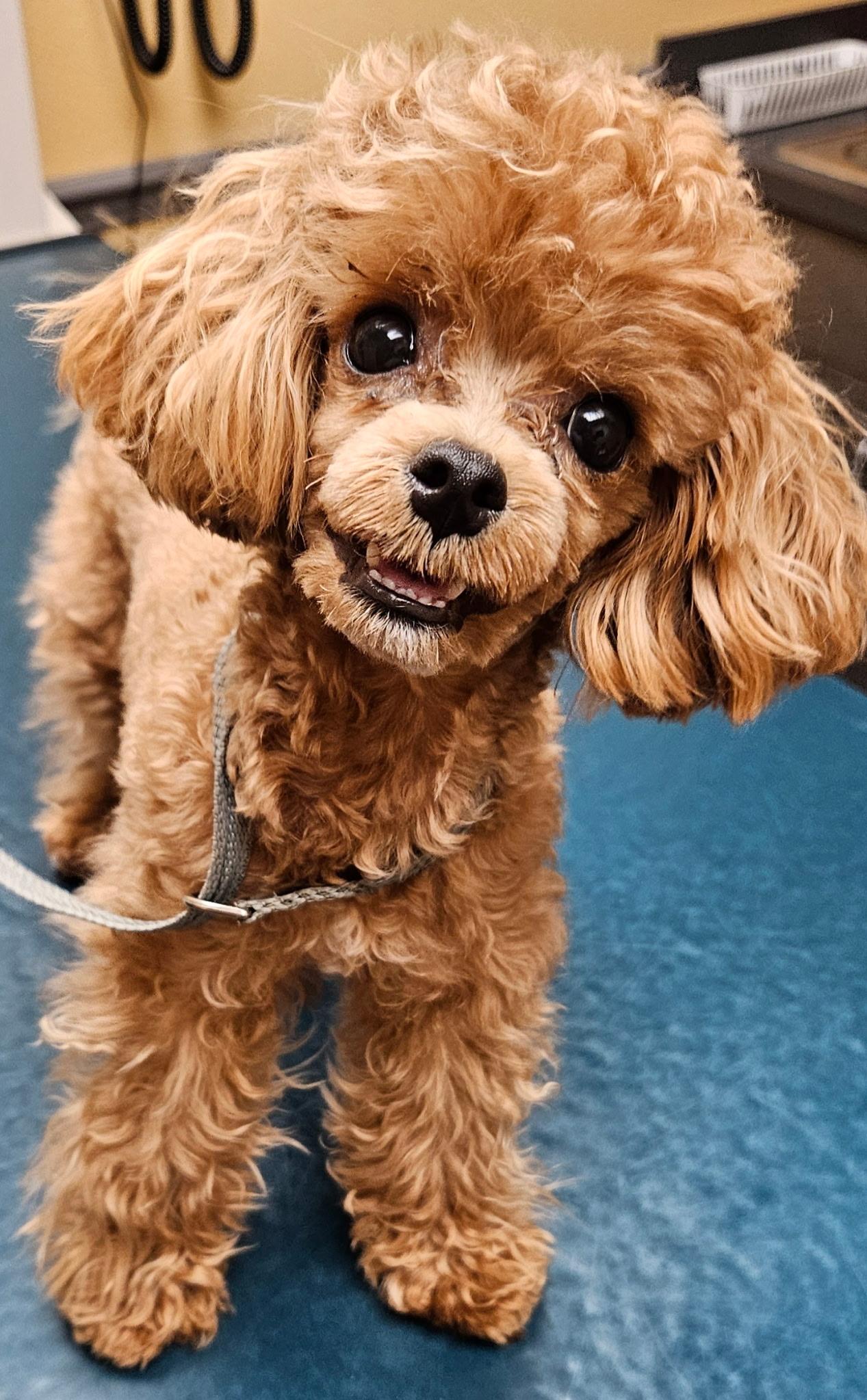 Sammy, a Adoptable Poodle in Orlando, FL image 2/5