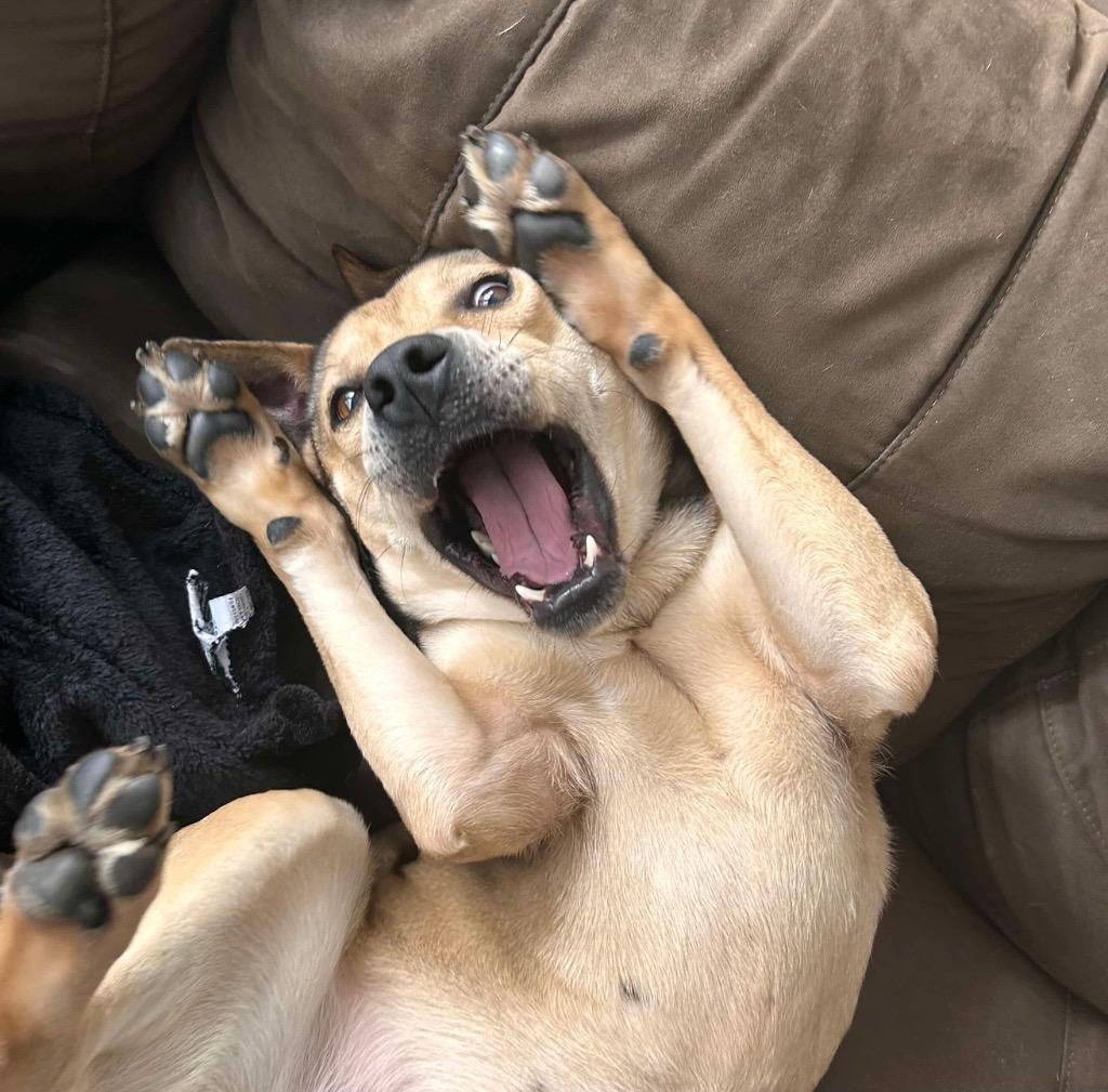 Enlarge Ram, a Adoptable mixed breed in Sharpsburg, GA image 2/4