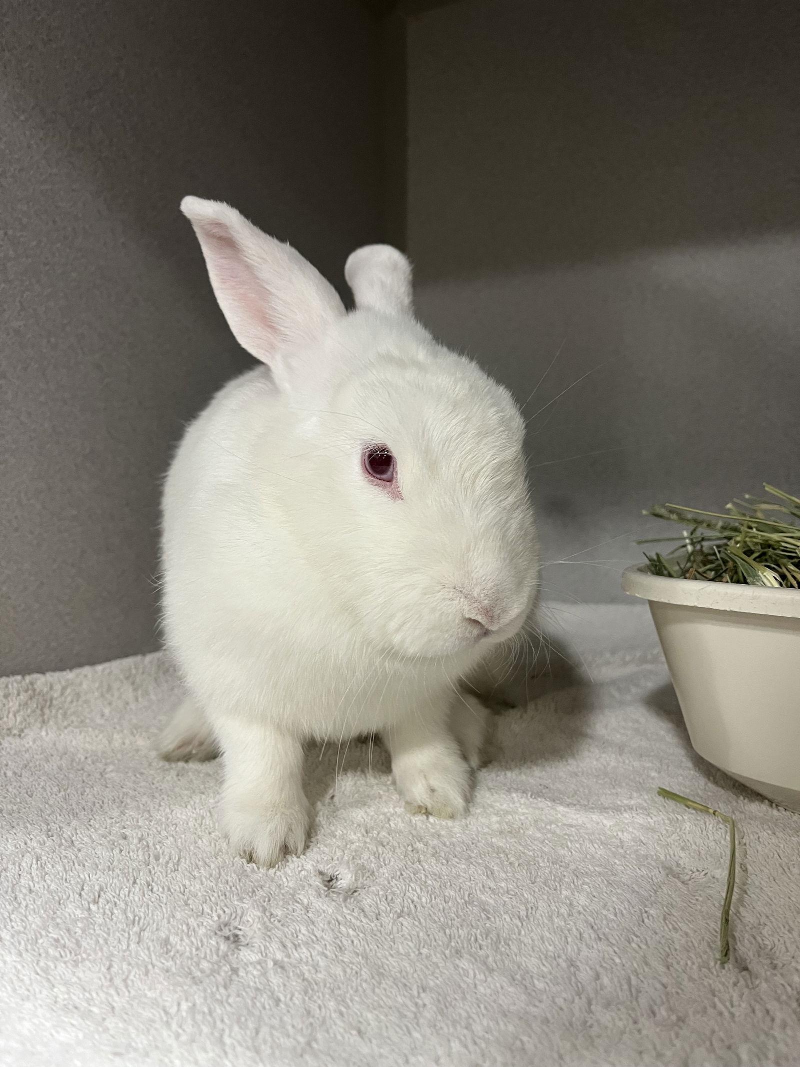 Enlarge Magic, a Adoptable Florida White in Great Neck, NY image 1/1