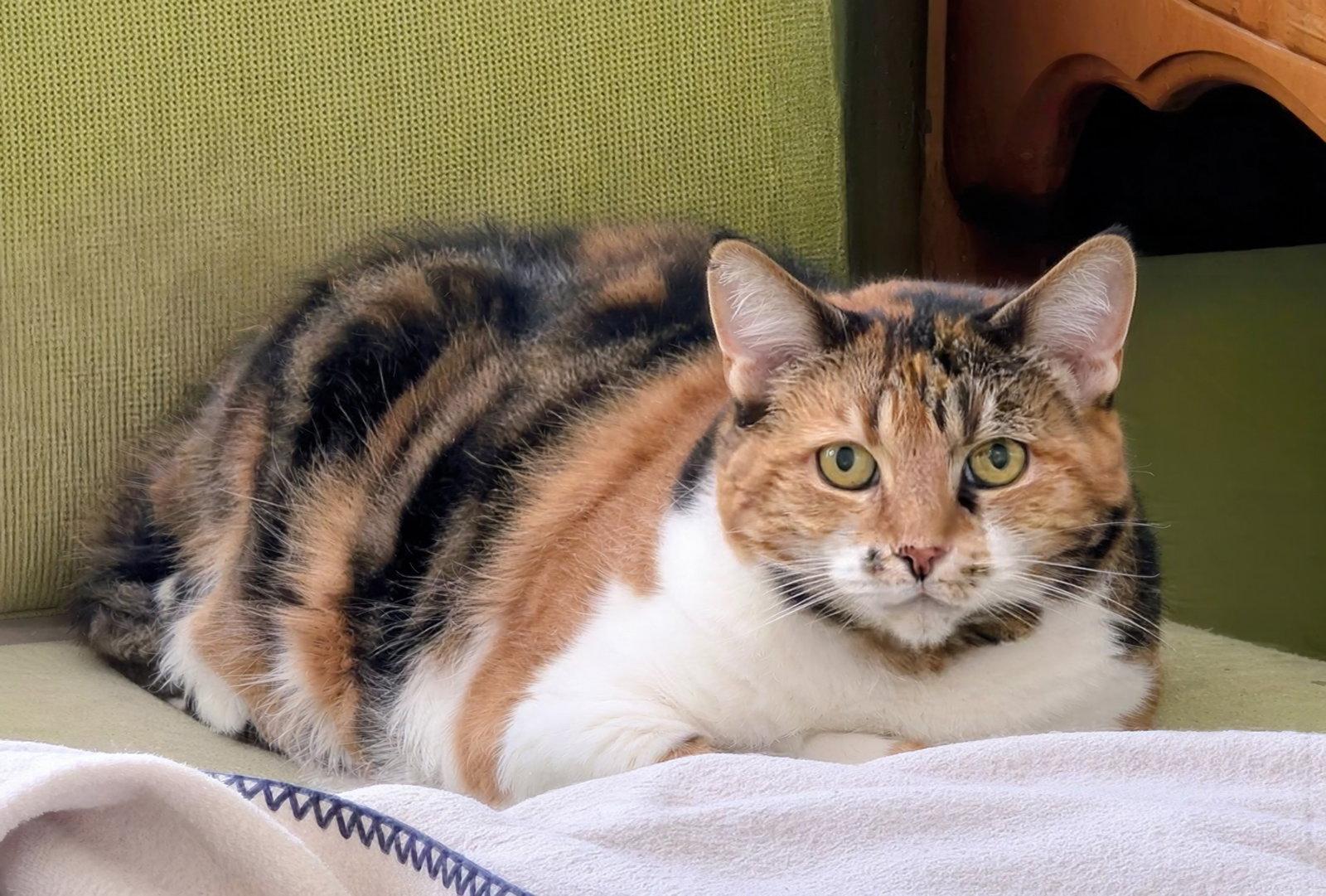Summer, Adoptable, Senior Female Torbie & Calico.
