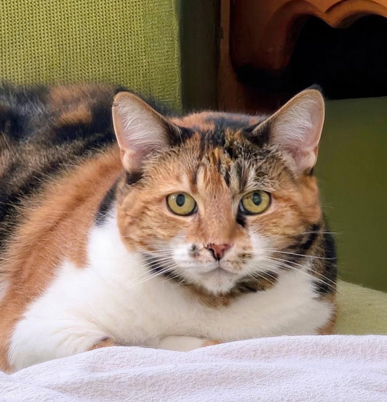 Enlarge Summer, a Adoptable mixed breed in Alameda, CA image 2/3