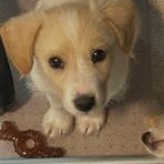 Roscoe, a ADOPTABLE mixed breed in Greenville, SC image 3/3