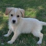 Roscoe, a ADOPTABLE mixed breed in Greenville, SC image 2/3
