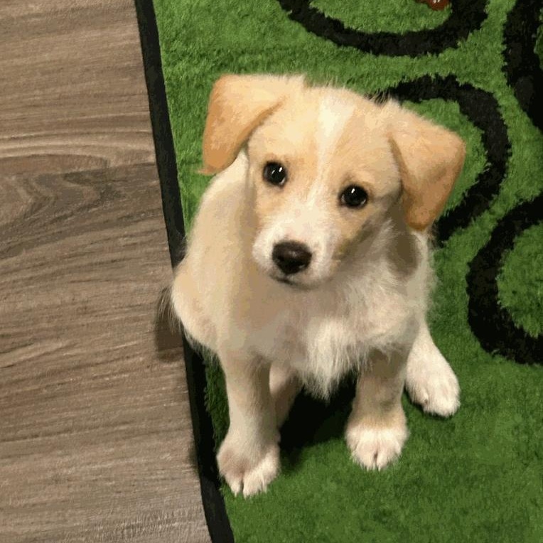 Roscoe, ADOPTABLE, Puppy Male Cairn Terrier & Cocker Spaniel.