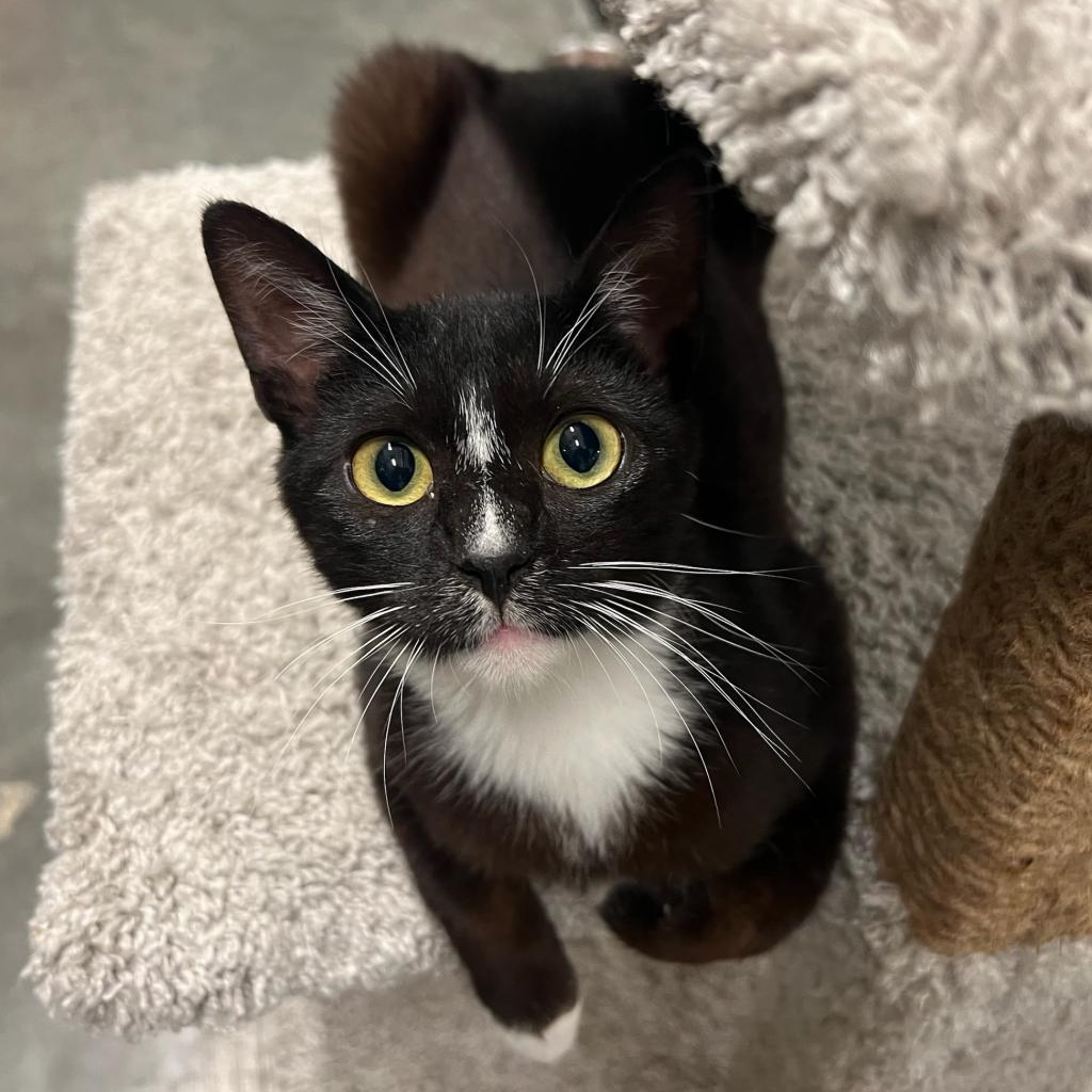 Enlarge Princess, a Adoptable Domestic Short Hair in Chatsworth, CA image 1/1