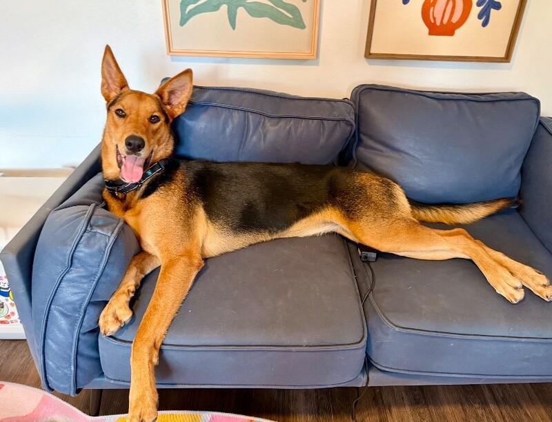 Becca Boo Loves Bigger than her EARS!