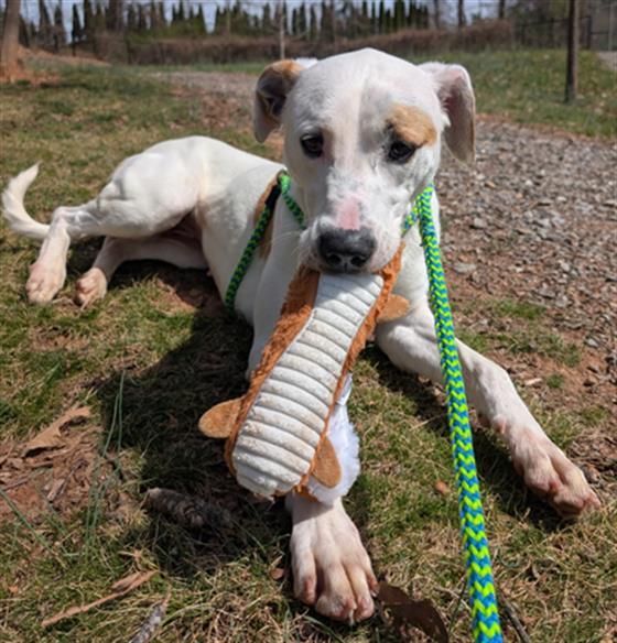 CHILLY, Adoptable, Adult Female American Bulldog.