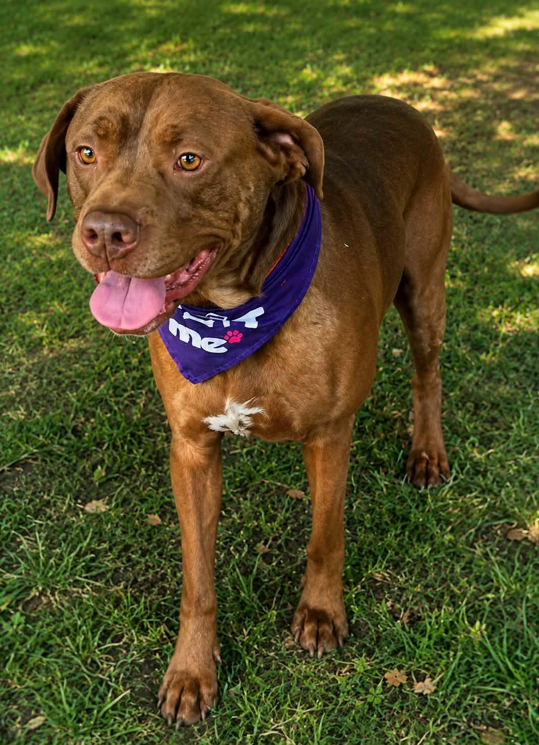 Pickles, a ADOPTABLE mixed breed in Petersburg, IN image 1/3