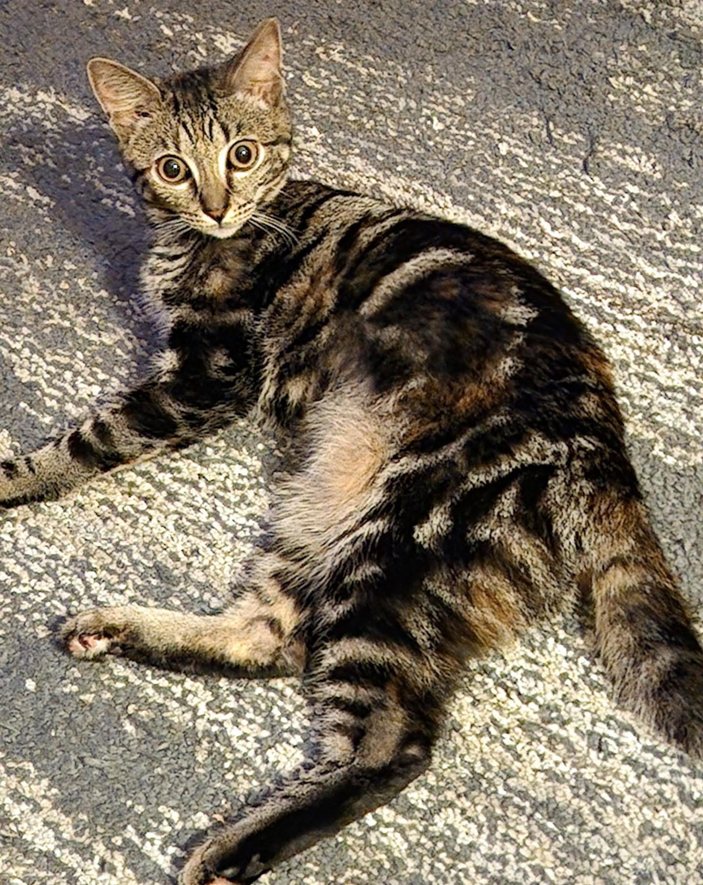 GYPSY, ADOPTABLE, Young Female Domestic Short Hair & Torbie.