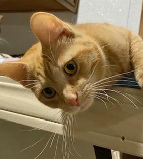 Maxwell, Adoptable, Young Male Domestic Short Hair.