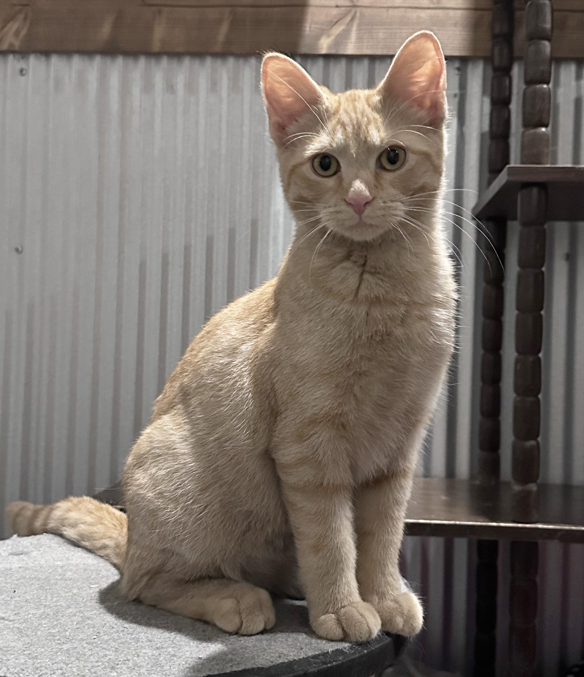 Enlarge Maxwell, a Adoptable Domestic Short Hair in Fredericksburg, OH image 1/1