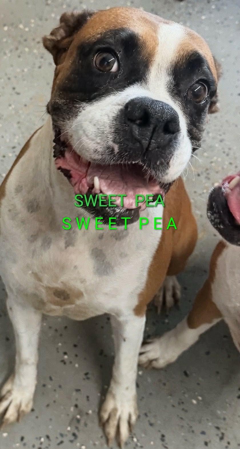 Enlarge Sweetpea *Adoption Pending*, a Adoptable Boxer in Woodbury, MN image 1/1