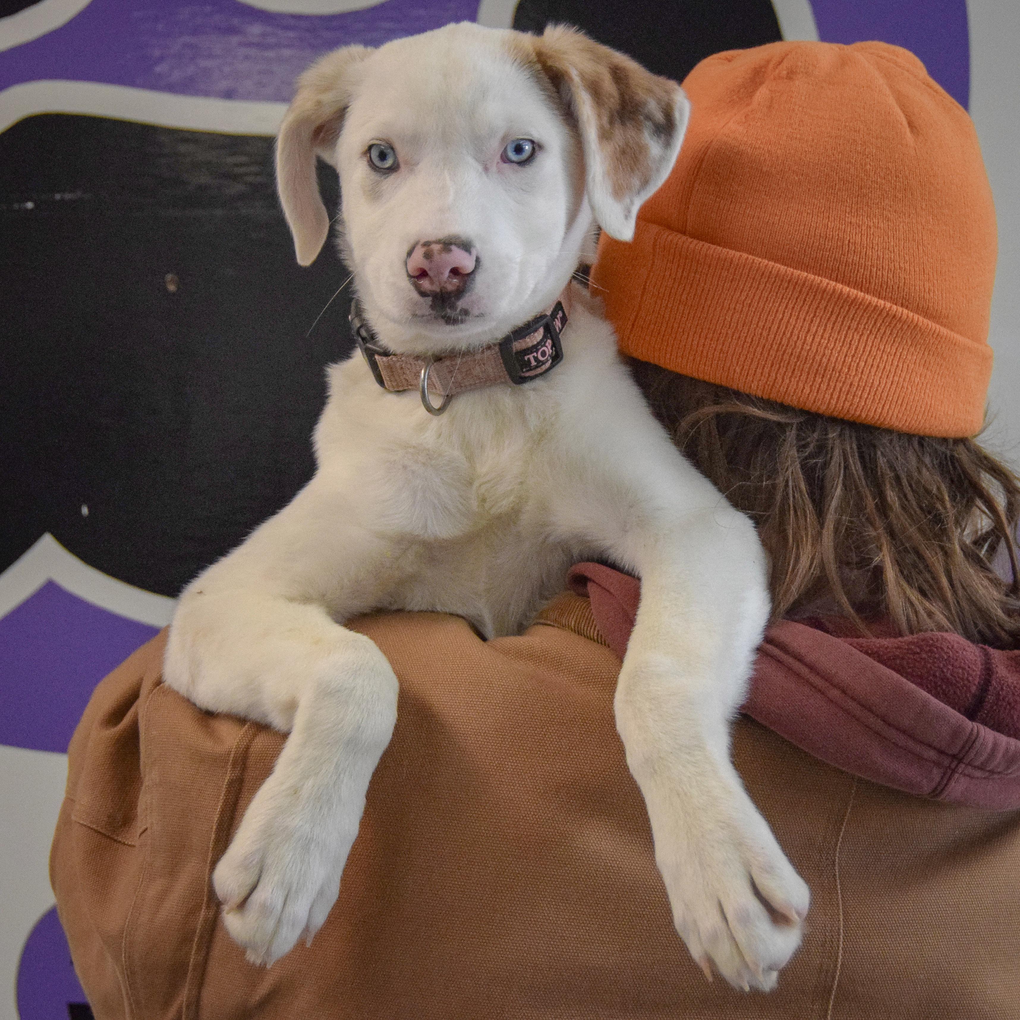 Enlarge Vali, an adopted mixed breed in Huntley, IL image 5/5