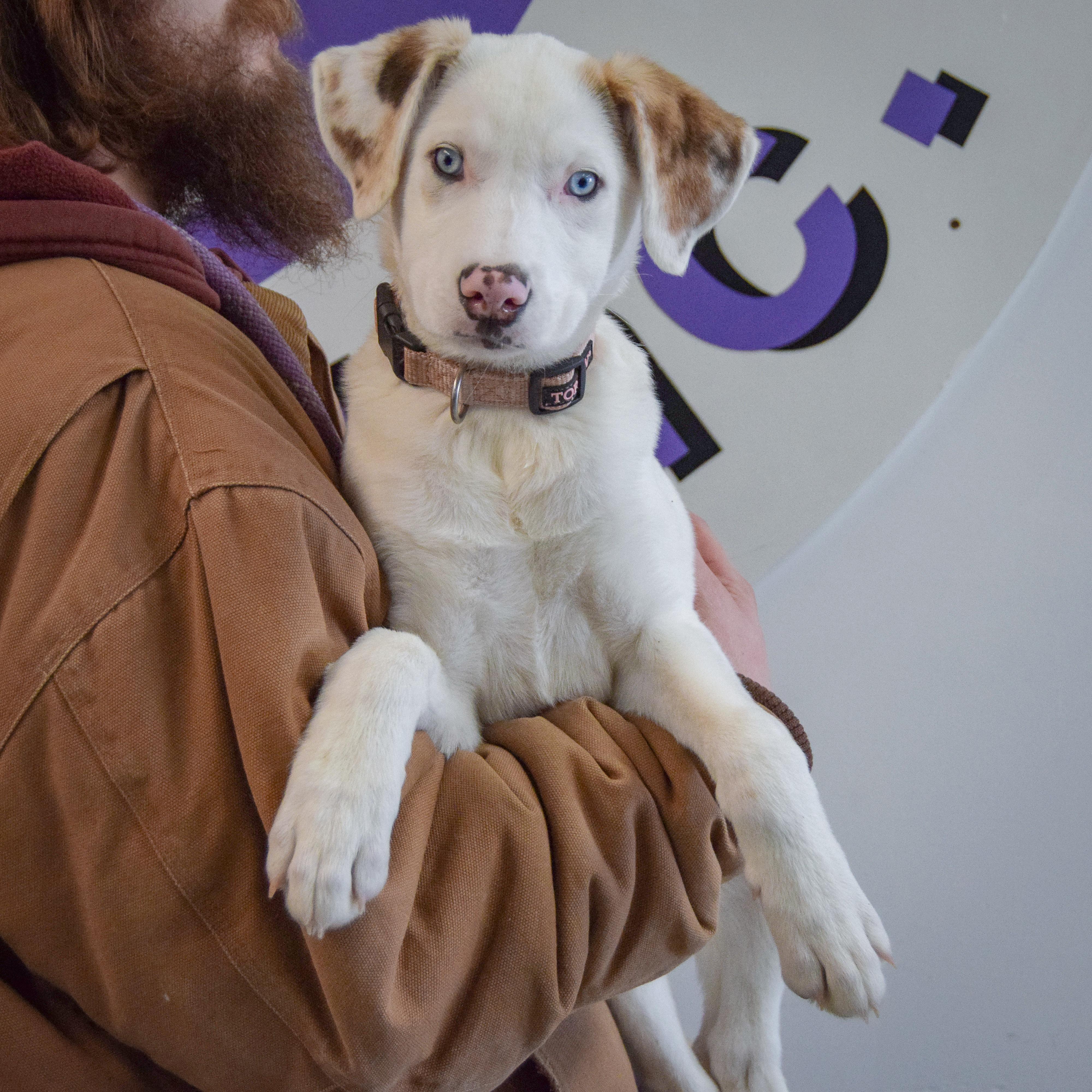 Enlarge Vali, an adopted mixed breed in Huntley, IL image 3/5