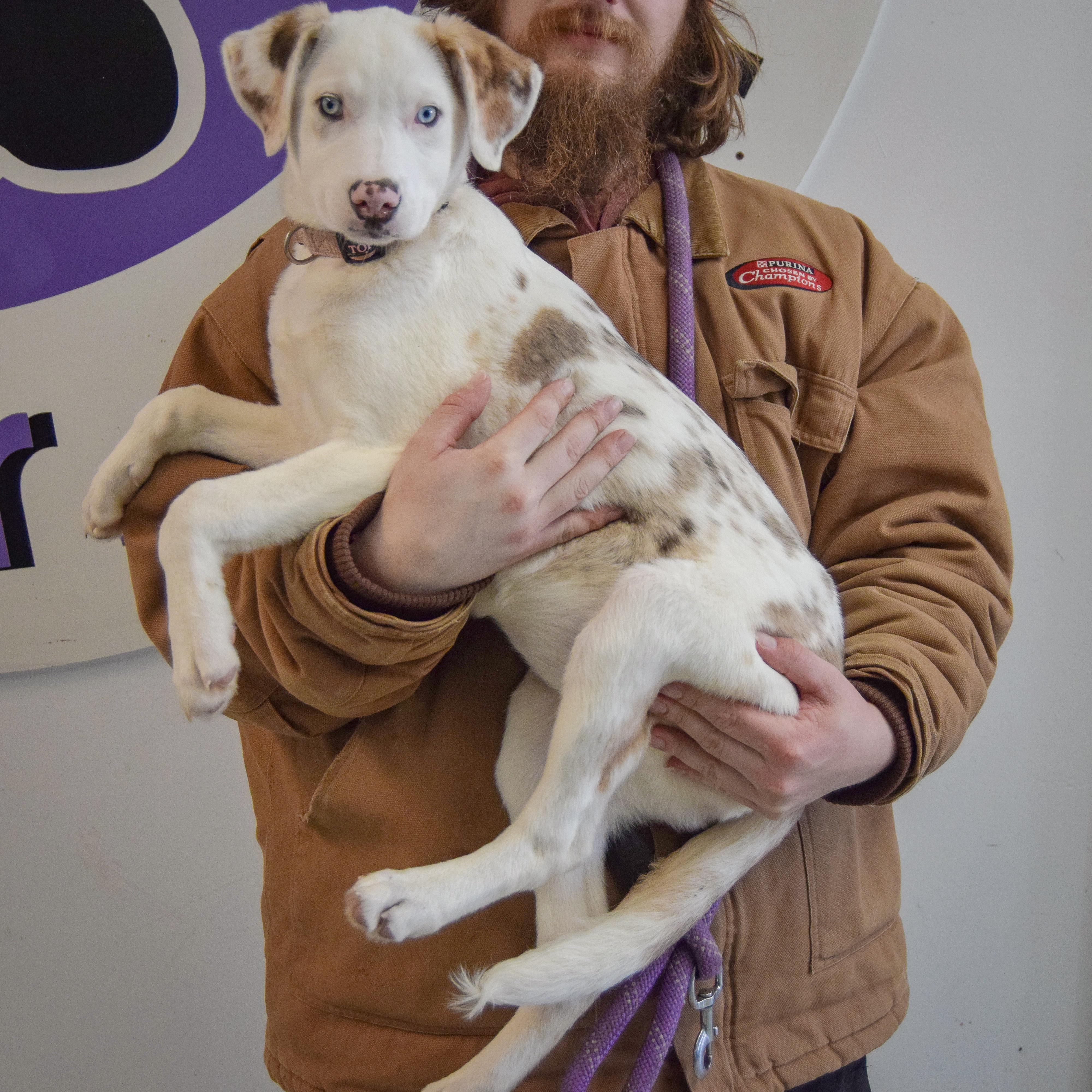 Enlarge Vali, an adopted mixed breed in Huntley, IL image 2/5