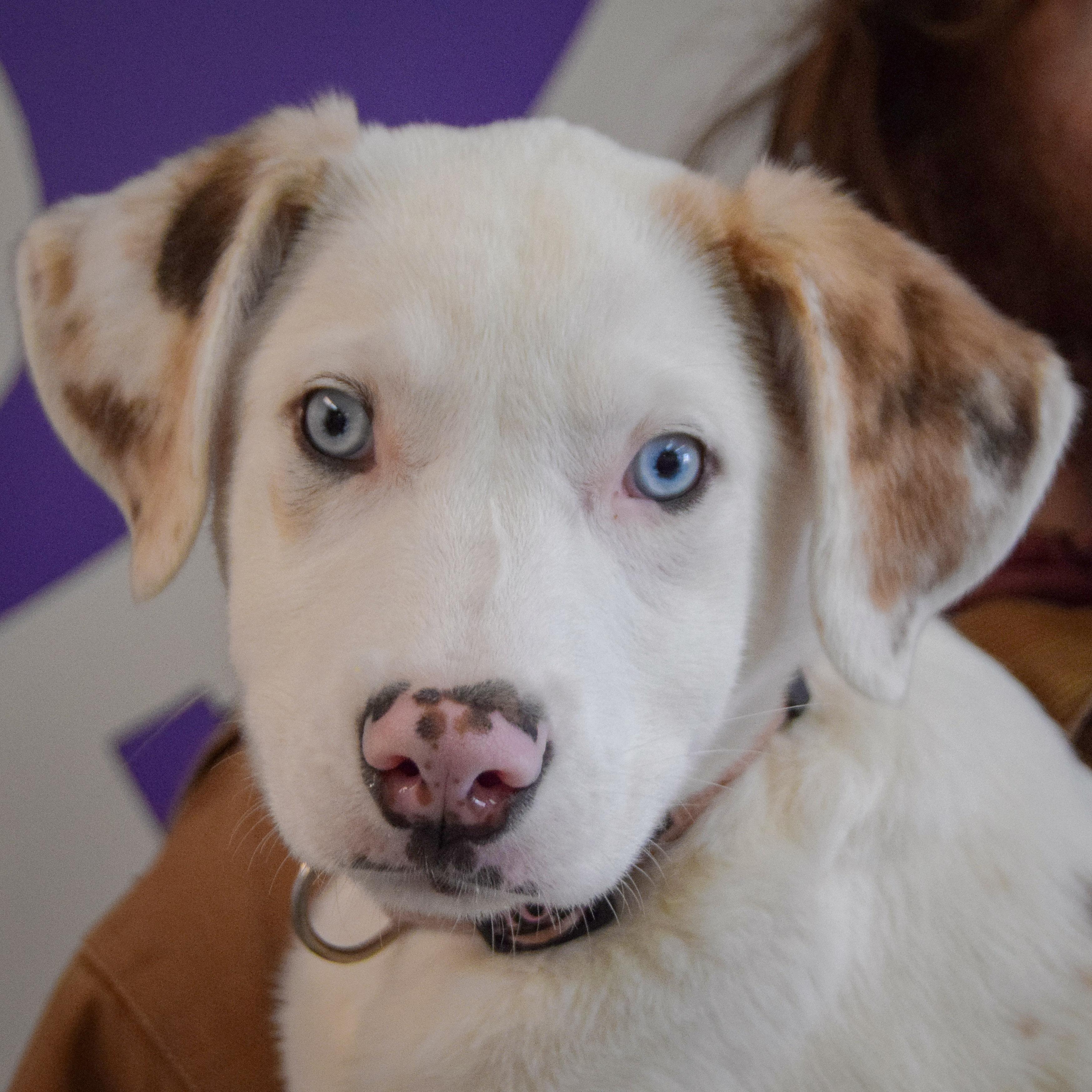 Enlarge Vali, an adopted mixed breed in Huntley, IL image 1/5