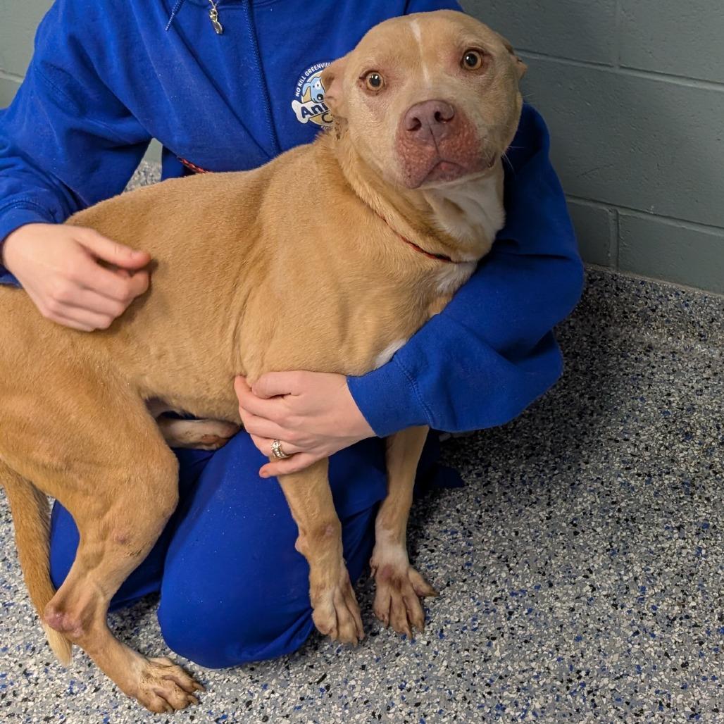 Queen Mushy, Adoptable, Adult Female American Staffordshire Terrier.