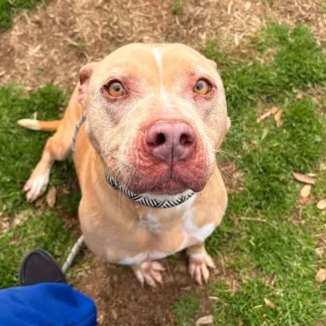 Enlarge Queen Mushy, a Adoptable mixed breed in Greenville, SC image 2/6