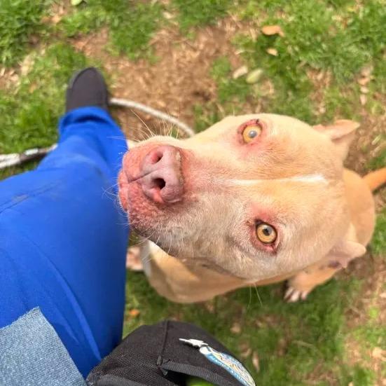 Enlarge Queen Mushy, a Adoptable mixed breed in Greenville, SC image 3/6