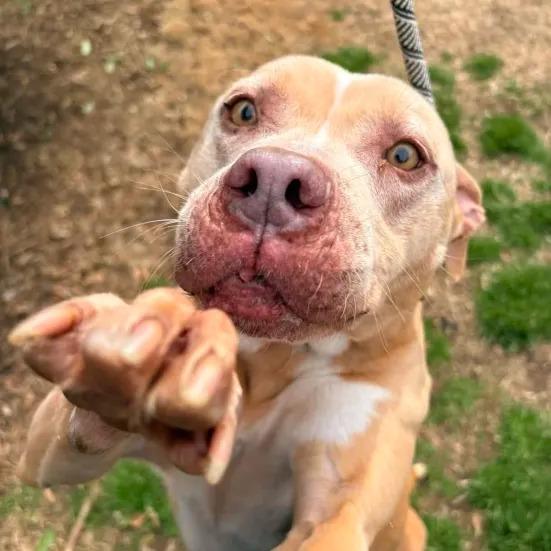 Enlarge Queen Mushy, a Adoptable mixed breed in Greenville, SC image 4/6