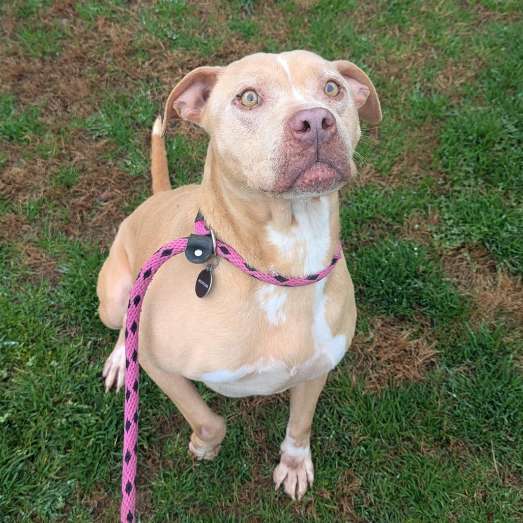 Enlarge Queen Mushy, a Adoptable mixed breed in Greenville, SC image 5/6