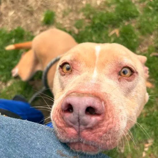 Enlarge Queen Mushy, a Adoptable mixed breed in Greenville, SC image 6/6