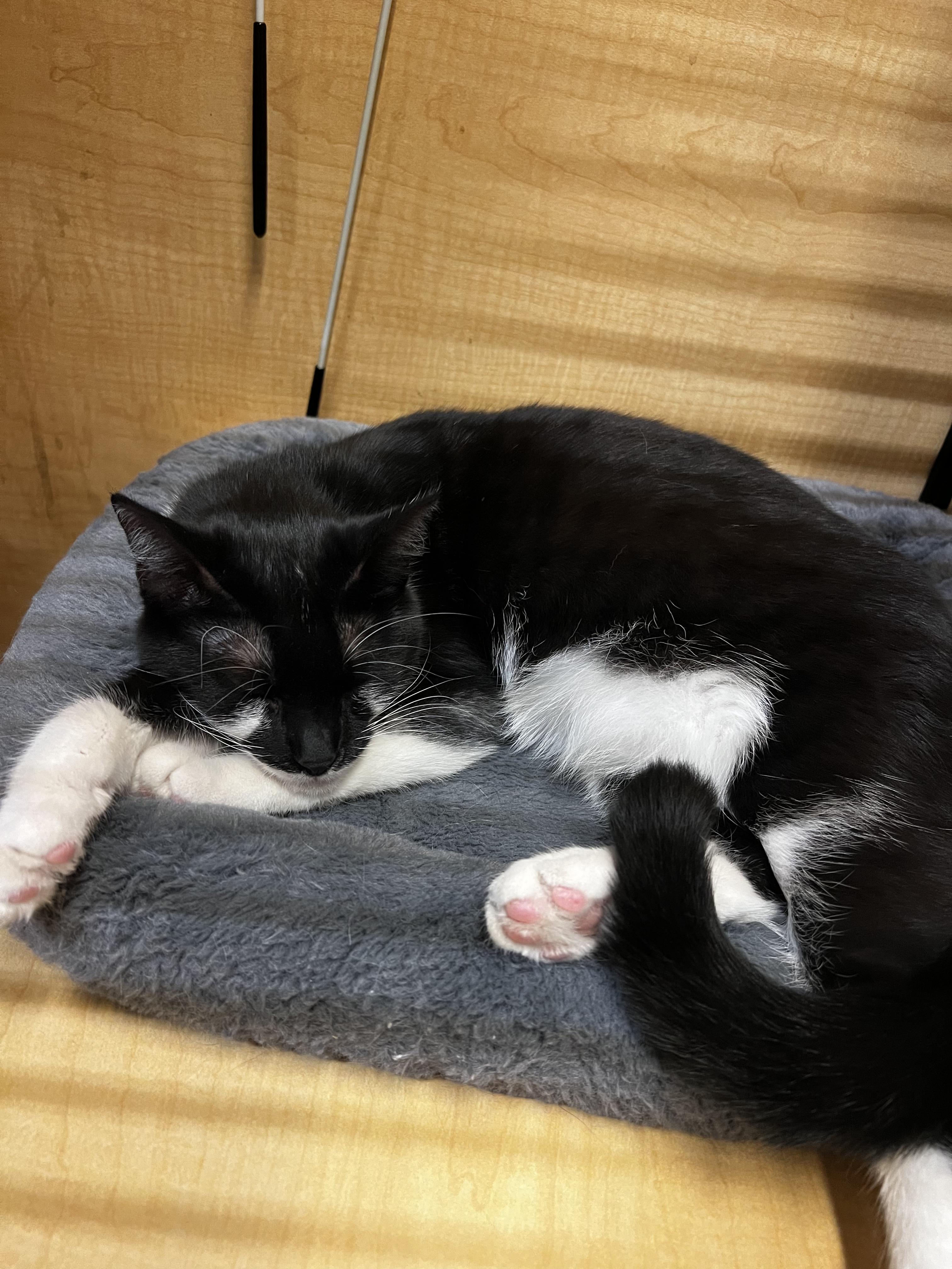 Enlarge Mabel, a Adopted mixed breed in El Segundo, CA image 2/3