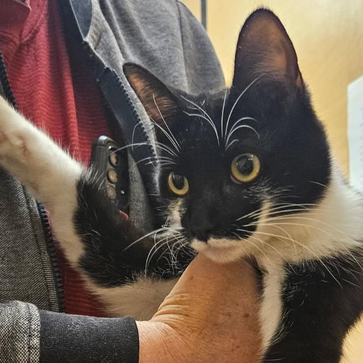 Mabel, Baby Female Domestic Short Hair