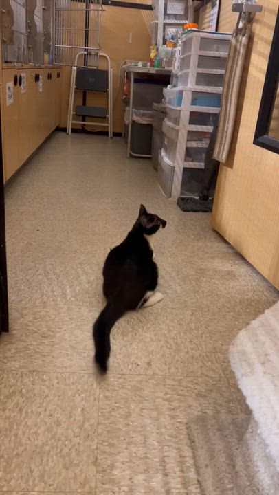 Enlarge Mabel, a Adopted mixed breed in El Segundo, CA video 3/3