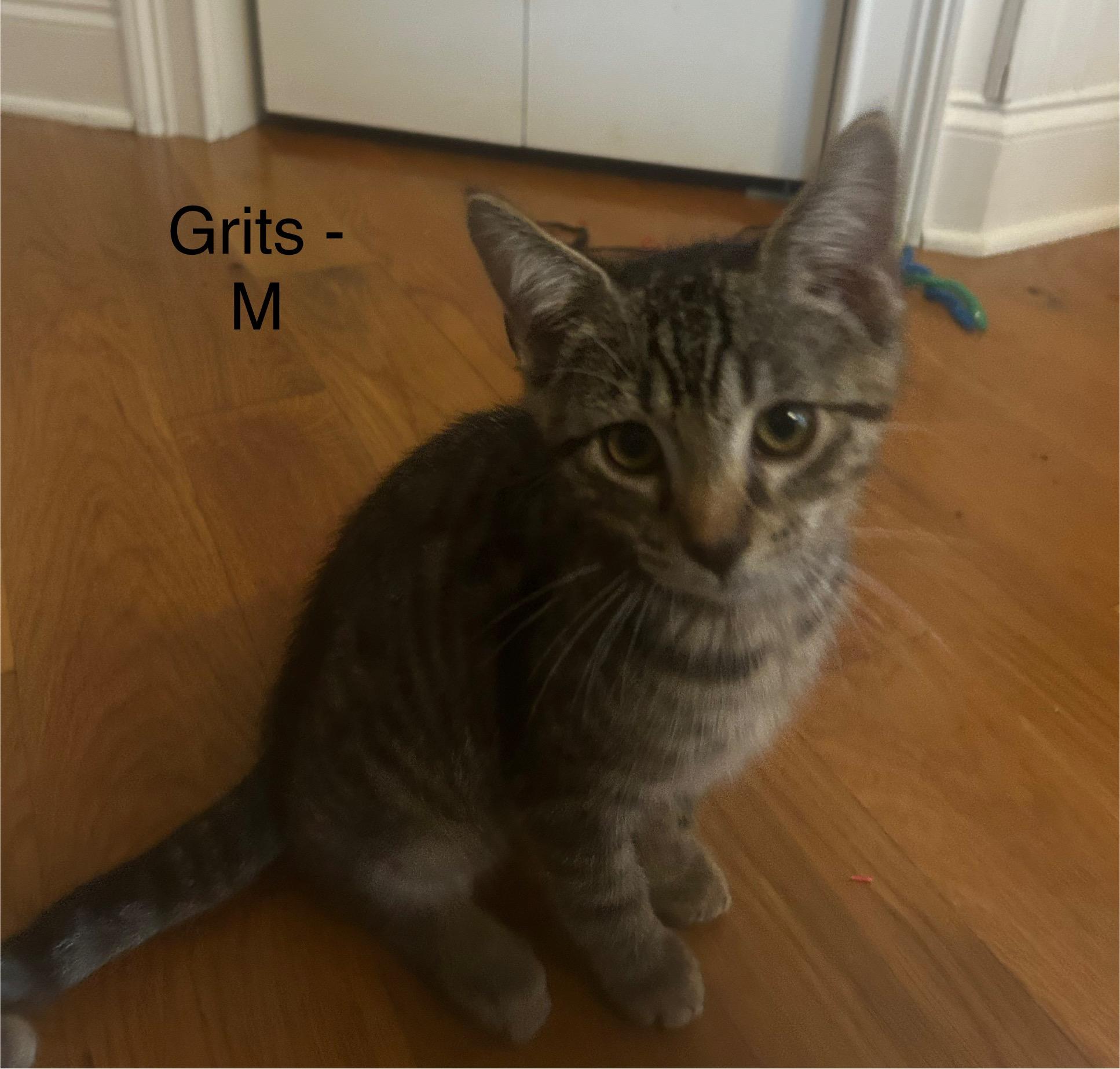 Enlarge Grits, a Adoptable Domestic Short Hair in Mount Pleasant, SC image 1/1