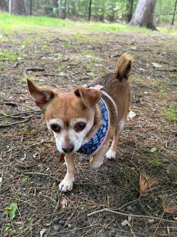Bella, Adoptable, Young Female Chihuahua.