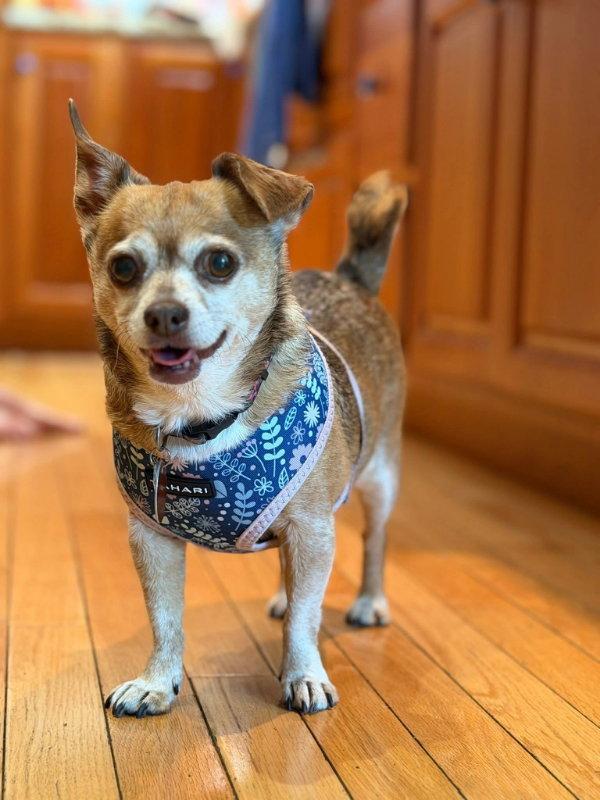Bella, a Adoptable Chihuahua in East Derry, NH image 2/3