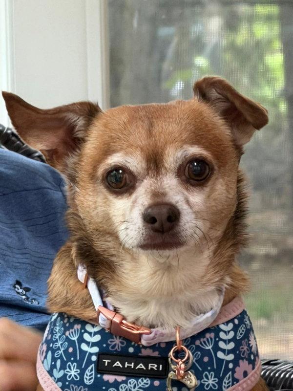 Bella, a Adoptable Chihuahua in East Derry, NH image 3/3