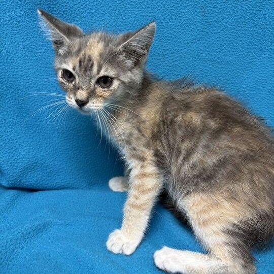 Presley, adopted, Kitten Female Domestic Short Hair.